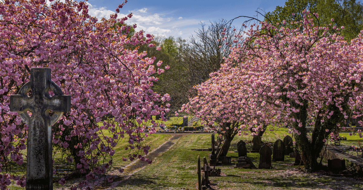 Image shows Wigan Crematorium in full bloom with the Cherry Blossom Trees