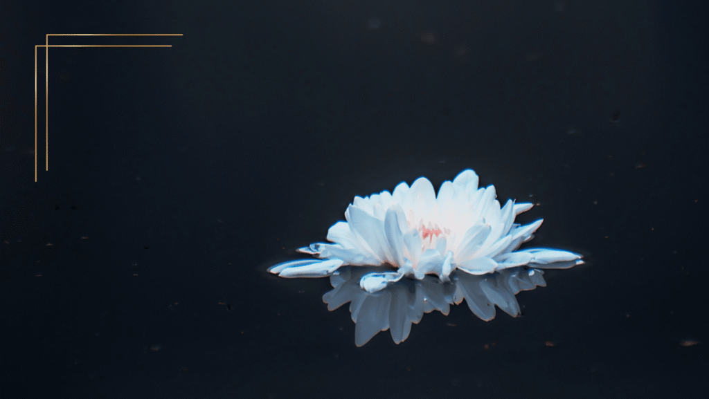 Image of a water Lilly on a mirrored black background